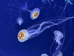 -珠海长隆海洋王国