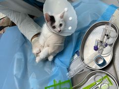 -纳吉亚猫专科动物诊疗中心(蒋宅口分院)