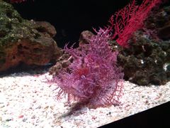 -暹罗海洋世界