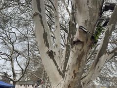 -李公堤