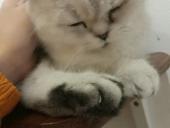 -豆老板的猫咖啡(碑林博物馆店)