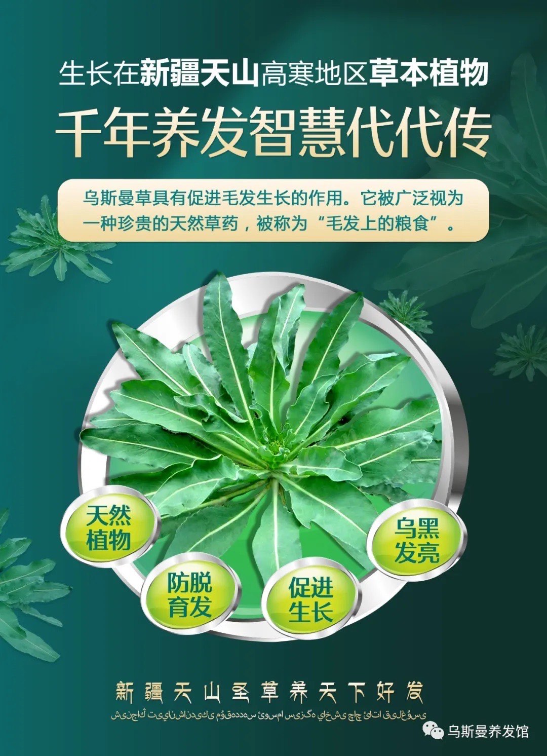 乌斯曼草成分图片