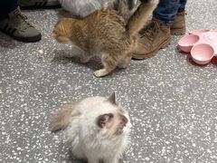 -囡的喵喵酱·萌宠生活馆·宠物洗护美容(胶州路店)