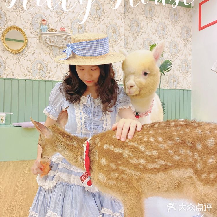🎀治愈系萌宠馆！穿洛丽塔和羊驼梅花鹿一起玩