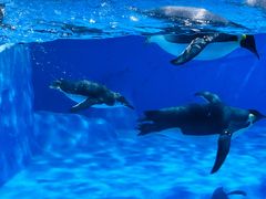 -海合安成都极地海洋公园