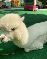 -萌宠亲子动物乐园(槐房万达店)