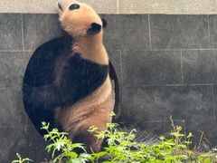 -中国大熊猫保护研究中心雅安碧峰峡基地