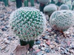 -南山植物园