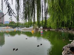 -团结湖公园
