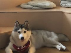 -Husky Go! 哈士奇体验馆·宠物咖啡厅狗咖