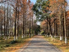 -西溪国家湿地公园