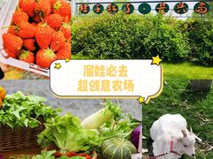 -前小桔亲子创意农场·草莓采摘·露营烧烤