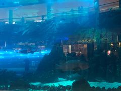 -迪拜水族馆及水下动物园