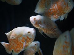-重庆欢乐海底世界