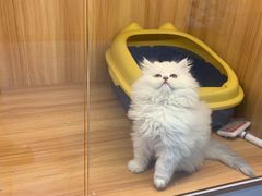 -欣宠猫屋·矮脚拿破仑·蓝金金渐层