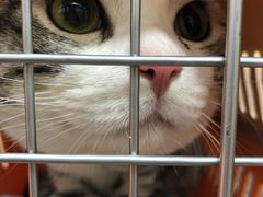 -美联众合动物医院(·中兽医·疑难杂症·严家桥分院)