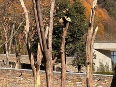 -卧龙自然保护区