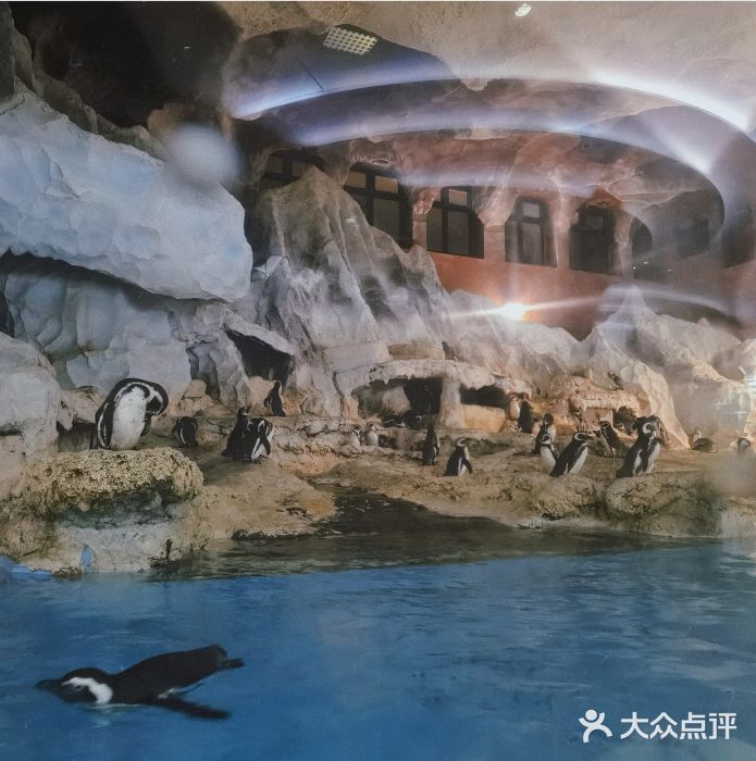 帝企鹅自助餐厅•儿童岛•真企鹅(长隆企鹅酒店)图片