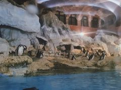 -帝企鹅自助餐厅•儿童岛•真企鹅(长隆企鹅酒店)