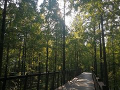 -黄海国家森林公园