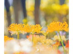 -白塘生态植物园