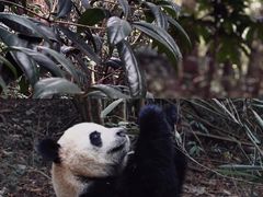 -成都大熊猫繁育研究基地