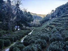 -十八棵（老龙井）御茶园(老龙井店)