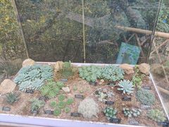 -中国科学院西双版纳热带植物园