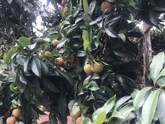 -香山鸡嘴荔枝
