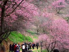 -新建村梅花