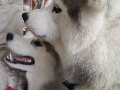 -Husky Go! 哈士奇体验馆·宠物咖啡厅狗咖