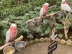 -南宫五洲植物乐园