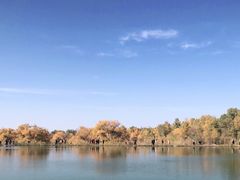 -金塔沙漠胡杨林景区