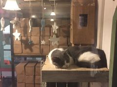 -猫咪博物馆(顶澳仔猫街店)