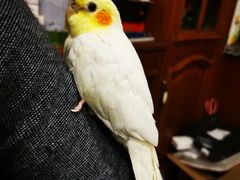 -瑞派名望24h动物医院异宠专科·猫专科·骨科·重症监护分院