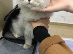 -伟伟宠物医院·CT影像中心·瑞派犬猫综合性门诊(汉口总院)