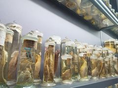 -四川大学博物馆