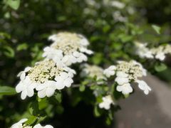 -陆家嘴中心绿地