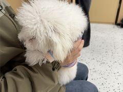-瑞派康怡24h宠物医院·犬猫医疗中心·微创绝育(瑞景分院)