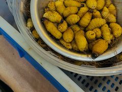 -轩记海鲜餐厅·四十五年老字号·经典粤菜(西区彩虹店)