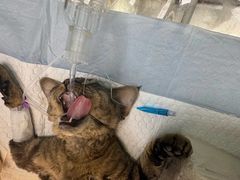 -达爱动物医院·犬猫分区·CT·复杂眼科(远洋山水分院)