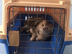 -伟伟宠物医院·CT影像中心·瑞派犬猫综合性门诊(汉口总院)