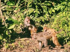 -西双版纳原始森林公园