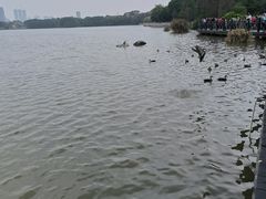 -海珠湖公园