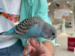 -怪兽屋·羊驼·猫咖·狗咖(俊华广场店)