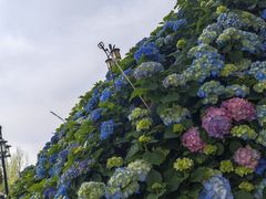 -苏州上方山国家森林公园