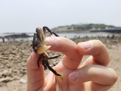 -小麦岛公园