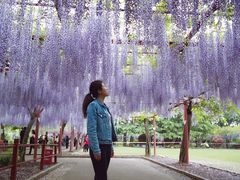 -嘉定紫藤园
