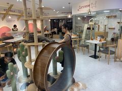 -喵园·猫主题咖啡厅·撸猫·猫咖(国贸店)