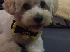 -PETKIT 小佩宠物·低压洗护·美容·寄养(安远店)